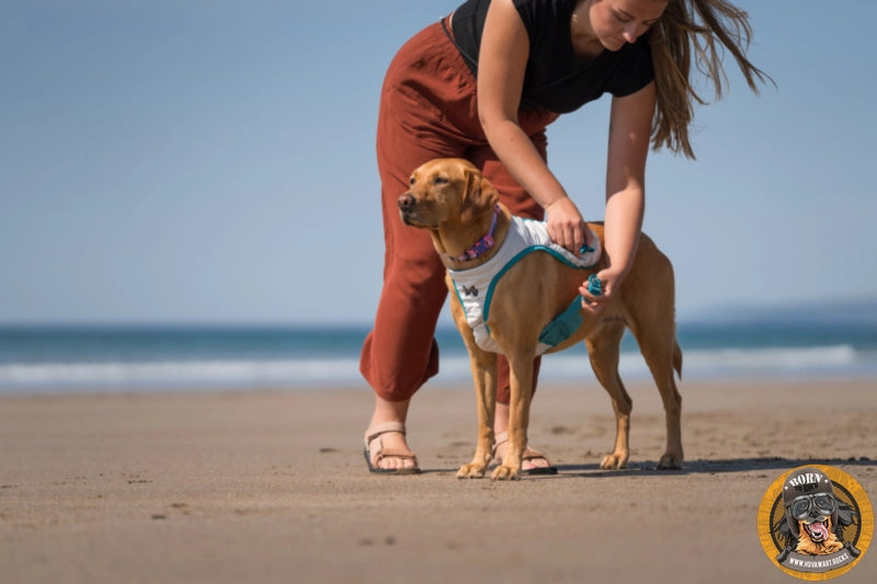 Eine Person passt einem hellbraunen Hund am Strand eine weiße und blaue Kühlweste an, im Hintergrund das Meer.