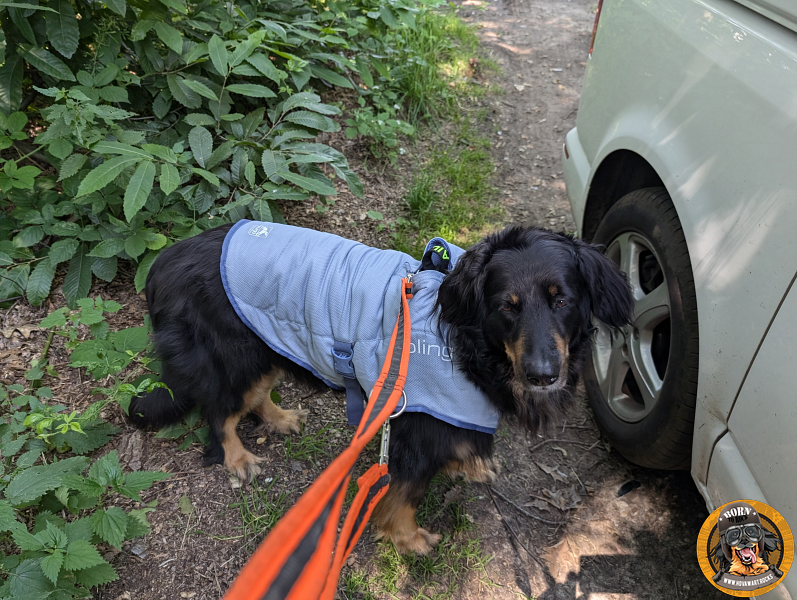 Kühlweste für grosse und ältere Hunde an einem Hovawart im Wald
