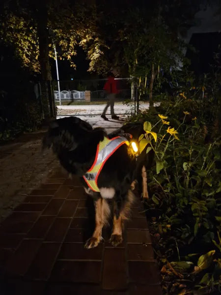 Hovawart mit Night Geschirr auf Weg in Dunkelheit