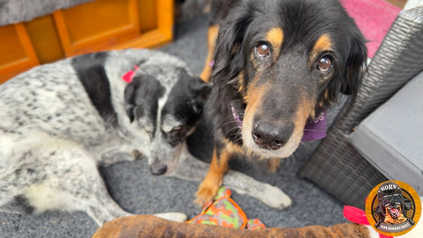 hovawart−mischling−australian−shepherd−liegend−hundespielzeug