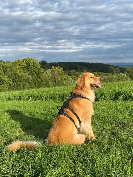 Blonder Hovawart auf einer Wiese mit einem Support Geschirr