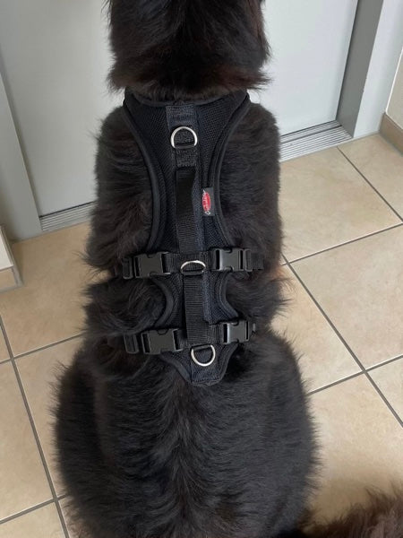Großer Hund mit schwarzem Geschirr