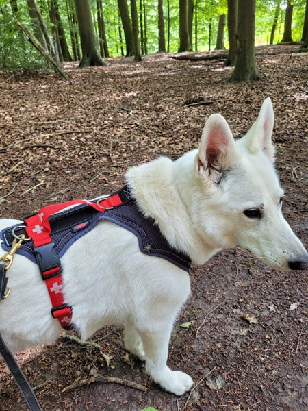 Schweizer Schäferhund im Wald mit SWISS Geschirr