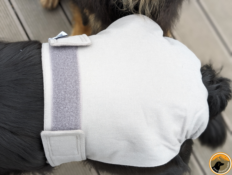 Großer Hund mit Hundemantel