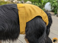 Läufigkeitshöschen für große Hunde
