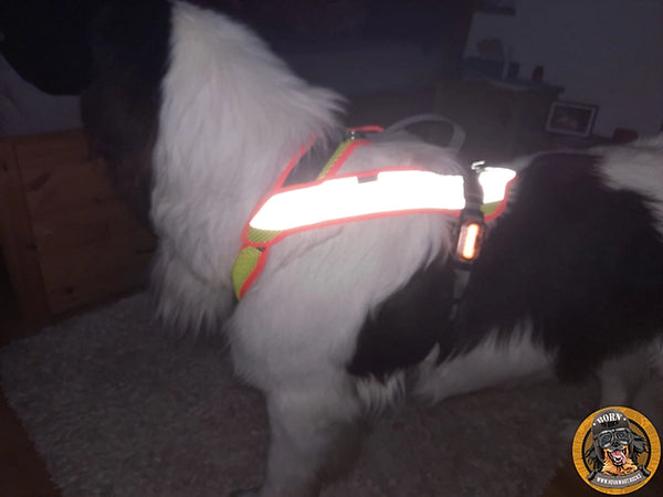 Stark reflektierendes Nachtgeschirr an einem Landseer