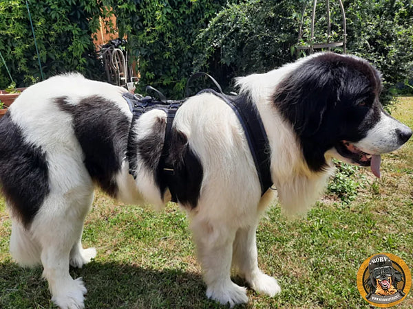 Großer Landseer-Hund mit schwarz-weißem Fell und speziellem Stützgeschirr steht auf einer grünen Wiese.