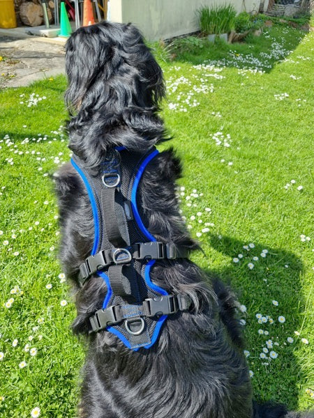 Hovawart mit einem Support Geschirr in Royalblau