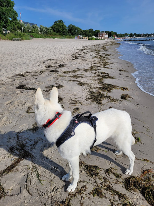 Weisser Schäferhund mit Legenden Hundegeschirr
