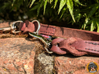 Fettleder Führleine auf einer Mauer