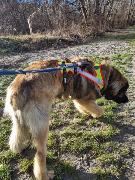 Großer Hund mit Sicherheitsgeschirr draußen