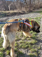 Großer Hund mit Sicherheitsgeschirr draußen