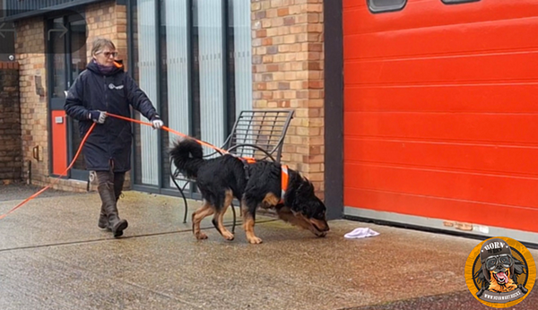 Frau führt großen Hund Gassi