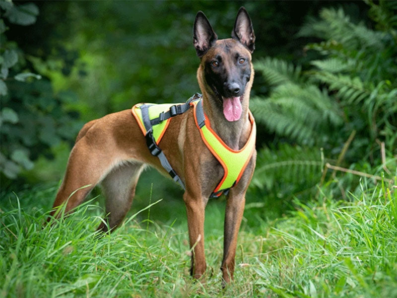 Malinois mit einem mitwachsenden Mantrail Geschirr