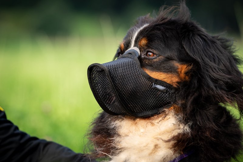 Großer Hund mit Maulkorb draußen