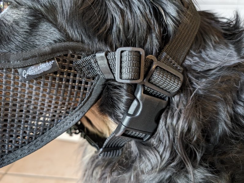 Maulkorb an großem Hund