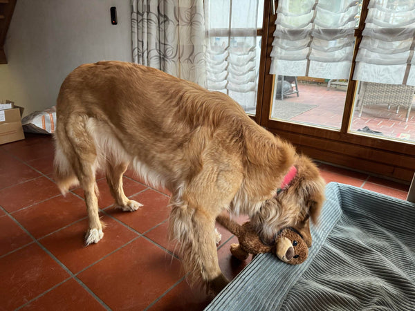 Eine blonde Hovawart Hündin steht auf terracottafarbenen Fliesen und hält den braunen Plüschbären „Hovi-Bär“ von hovawart.rocks im Maul, während sie sich über ihr graues Hundebett beugt.