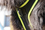 Brustring eines mitwachsenden Hundegeschirres an einem Hovawart