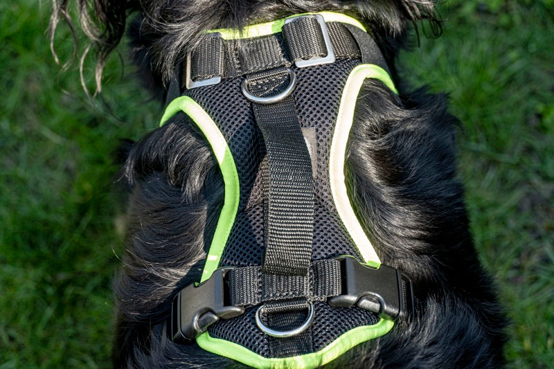 Mitwachendes Hundegeschirr an einem Hovawart