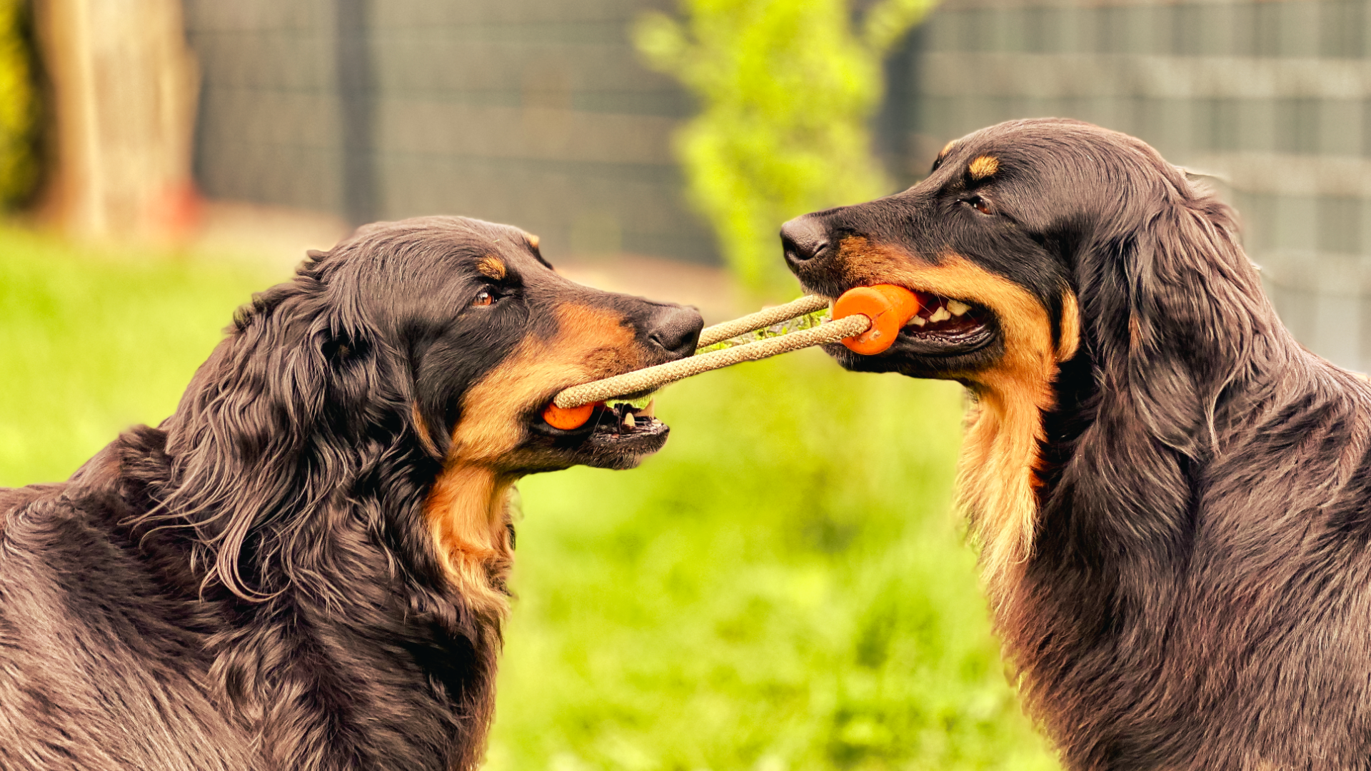 Zwei große Hunde mit Spielzeug