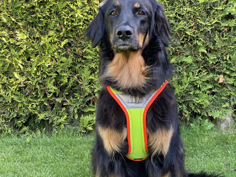 Fun Run Night Hundegeschirr