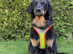 Fun Run Night Hundegeschirr