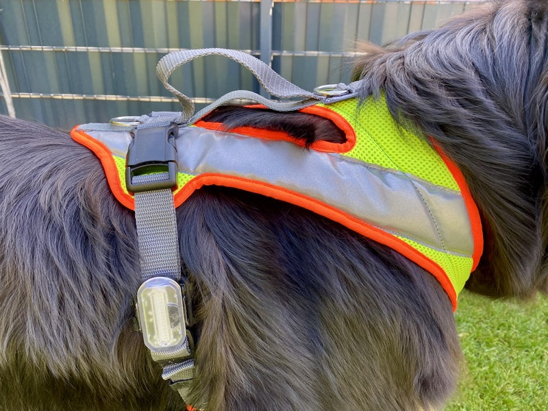 Grossenbacher Night Geschirr mit LED an einem großen Hund