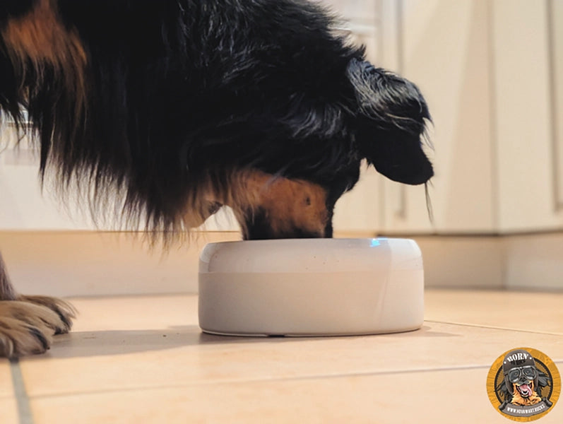 Großer Hund frisst aus Napf
