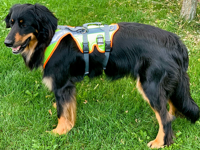 Großer Hund mit Sicherheitsgeschirr