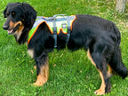 Großer Hund mit Sicherheitsgeschirr