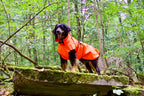 Hovawart mit Regenmantel im Wald
