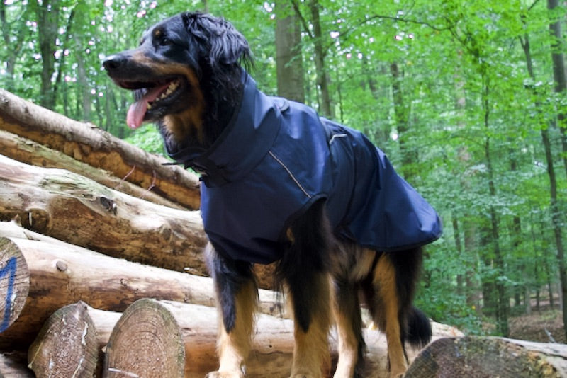 Regenmantel für grosse Hunde wie den Hovawart hier im Wald