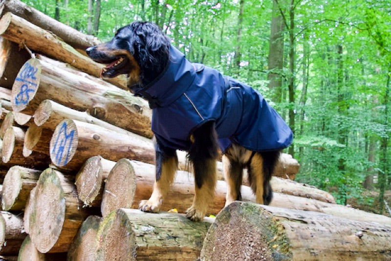 Regenmantel für den Hovawart in blau