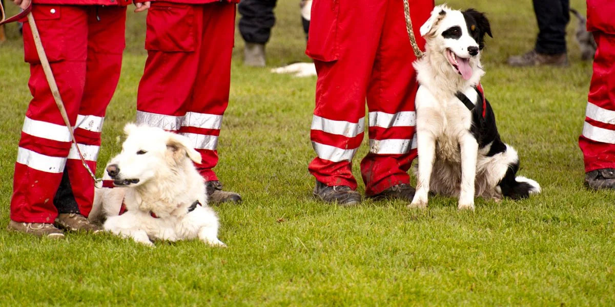 Hunde-Rettungsstaffel