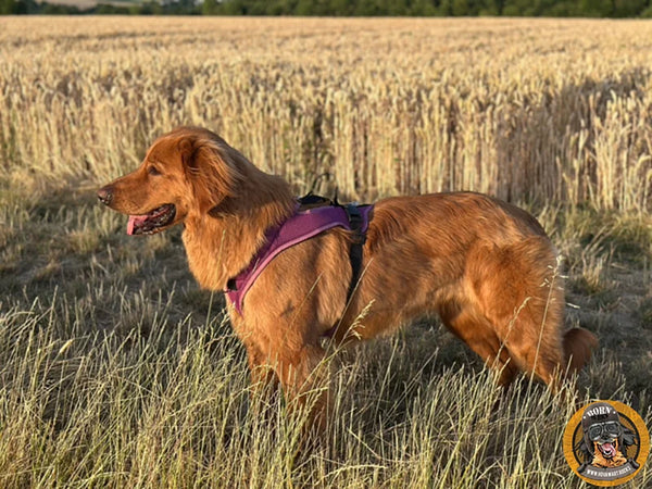 Blonder Hovawart trägt ein lilafarbenes Rocks Hundegeschirr in Elderberries auf einem Getreidefeld im Abendlicht.