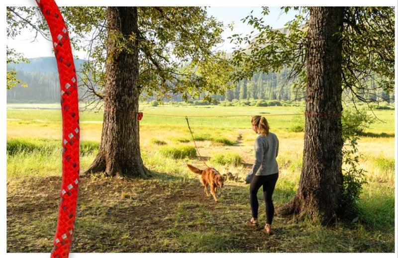 Frau mit großem Hund draußen
