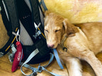 Großer Hund mit Outdoor-Ausrüstung