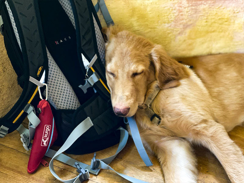 Großer Hund mit Outdoor-Ausrüstung