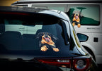Hovawart Aufkleber auf zwei Autos