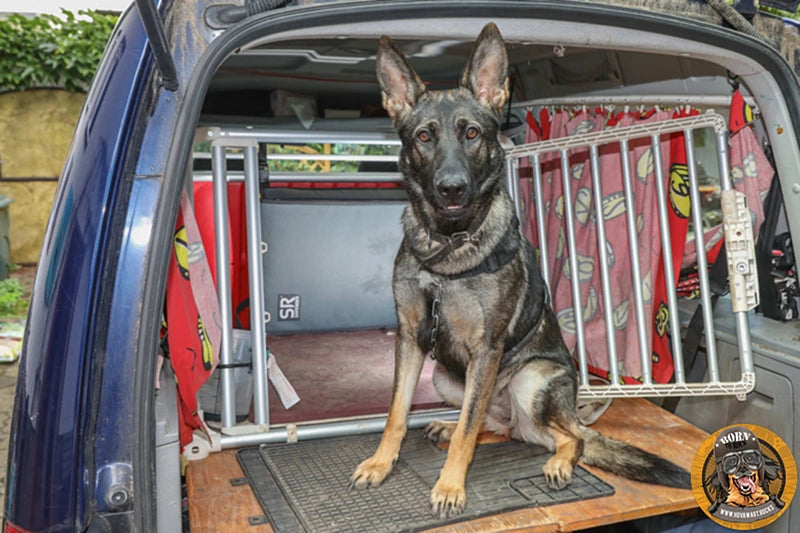 Ein Schäferhund sitzt im Kofferraum eines blauen Autos vor einer Hundebox. Im Hintergrund ist ein Saferider-Sicherheitssystem erkennbar.