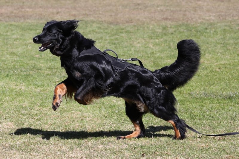 Großer Hund mit robustem Geschirr