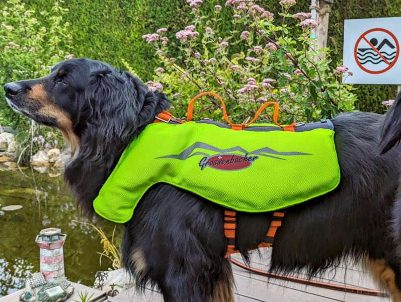 Schwimmweste Hovawart an einem Teich