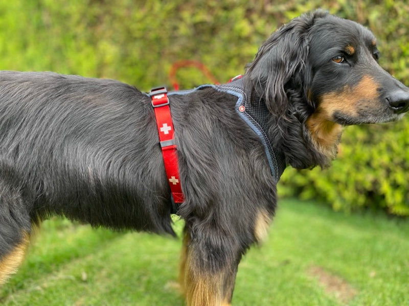 Großer Hund mit rotem Geschirr