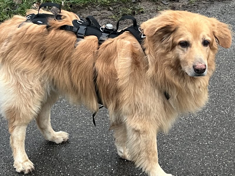 Großer Hund mit robustem Geschirr