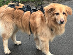 Großer Hund mit robustem Geschirr