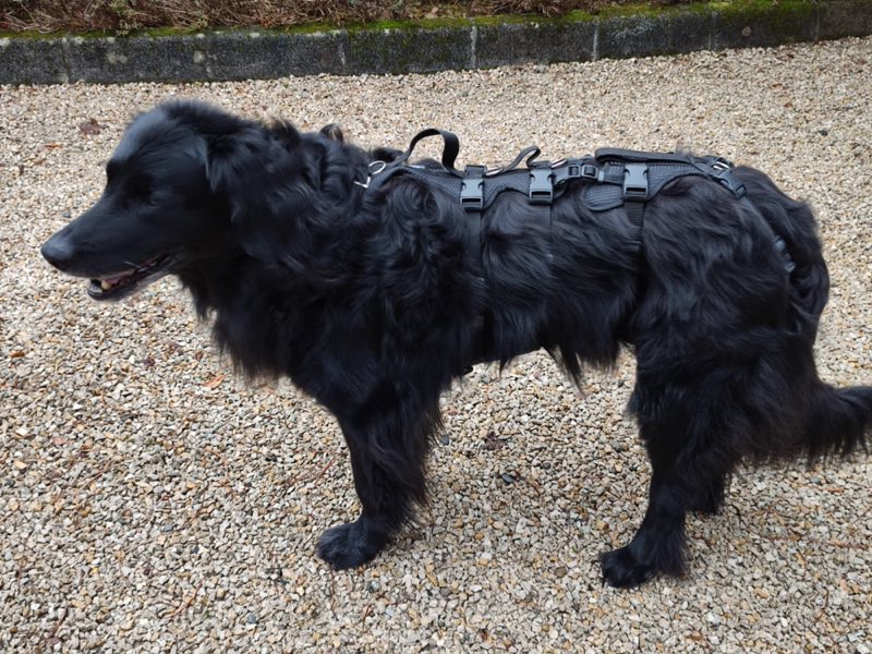 Großer Hund mit robustem Geschirr