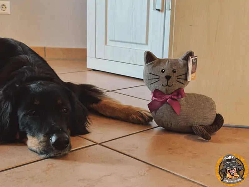 Großer Hund mit Katzenspielzeug liegend
