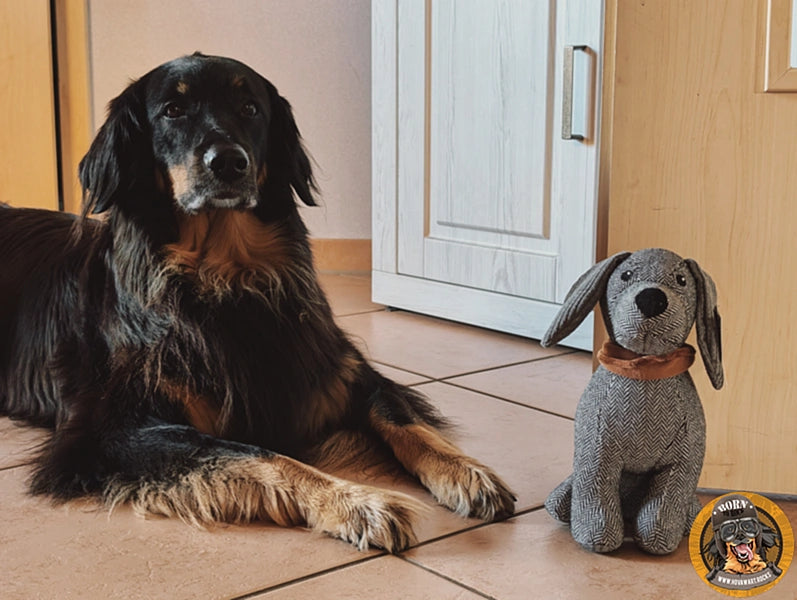 Großer Hund neben Stoffhund