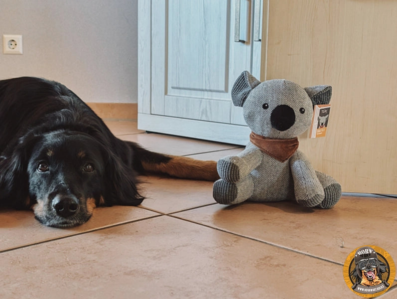 Großer Hund mit Hundespielzeug