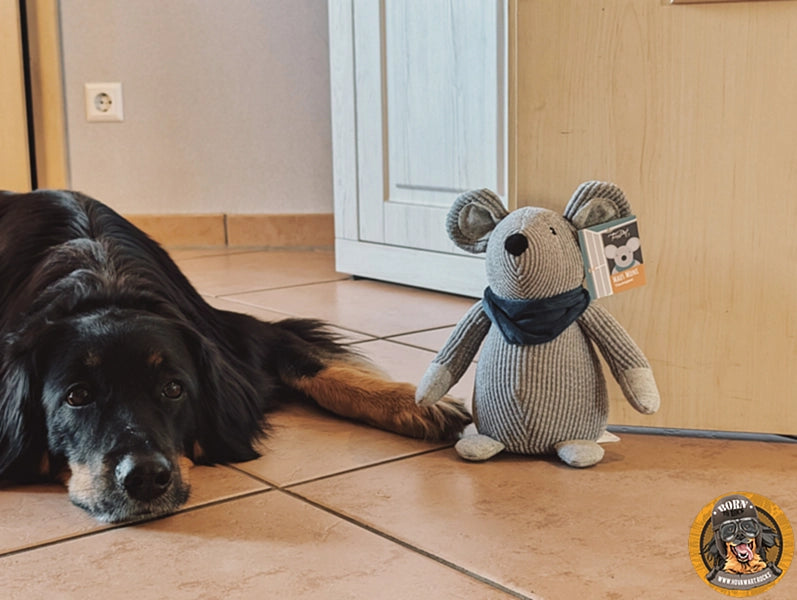 Großer Hund mit Hundespielzeug.